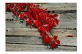 Herbst M 01